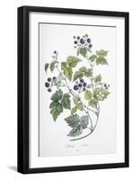 Rubus Caesius, 1811-1818-null-Framed Giclee Print