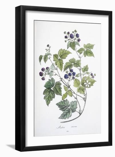 Rubus Caesius, 1811-1818-null-Framed Giclee Print