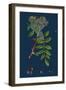 Rubus Chamaemorus; Cloudberry-null-Framed Giclee Print