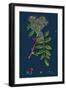 Rubus Chamaemorus; Cloudberry-null-Framed Giclee Print