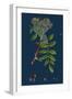 Rubus Chamaemorus; Cloudberry-null-Framed Giclee Print