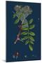 Rubus Chamaemorus; Cloudberry-null-Mounted Giclee Print