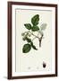 Rubus Idaeus Raspberry-null-Framed Giclee Print