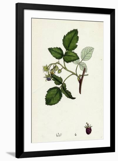 Rubus Idaeus Raspberry-null-Framed Giclee Print