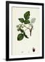Rubus Idaeus Raspberry-null-Framed Giclee Print