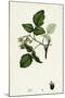 Rubus Idaeus Raspberry-null-Mounted Giclee Print