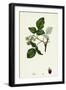 Rubus Idaeus Raspberry-null-Framed Giclee Print