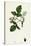 Rubus Idaeus Raspberry-null-Stretched Canvas