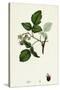 Rubus Idaeus Raspberry-null-Stretched Canvas