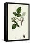 Rubus Idaeus Raspberry-null-Framed Stretched Canvas
