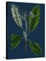 Rubus Idaeus; Raspberry-null-Stretched Canvas