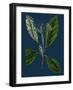 Rubus Idaeus; Raspberry-null-Framed Premium Giclee Print
