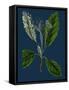 Rubus Idaeus; Raspberry-null-Framed Stretched Canvas