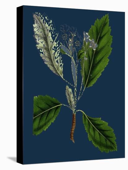 Rubus Idaeus; Raspberry-null-Stretched Canvas