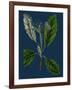 Rubus Idaeus; Raspberry-null-Framed Giclee Print