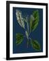 Rubus Idaeus; Raspberry-null-Framed Giclee Print