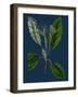 Rubus Idaeus; Raspberry-null-Framed Giclee Print