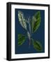 Rubus Idaeus; Raspberry-null-Framed Giclee Print