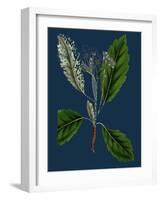 Rubus Idaeus; Raspberry-null-Framed Giclee Print