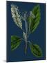 Rubus Idaeus; Raspberry-null-Mounted Giclee Print