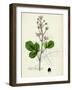 Rubus Mucronulatus Cuspidate-Leaved Bramble-null-Framed Giclee Print