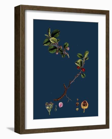 Rubus Radula; File-Stemmed Bramble-null-Framed Premium Giclee Print