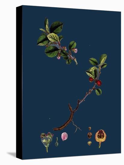 Rubus Radula; File-Stemmed Bramble-null-Stretched Canvas