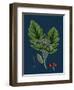 Rubus Saxatilis; Stone Bramble-null-Framed Premium Giclee Print