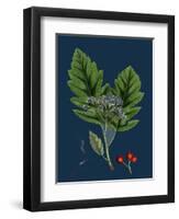 Rubus Saxatilis; Stone Bramble-null-Framed Premium Giclee Print