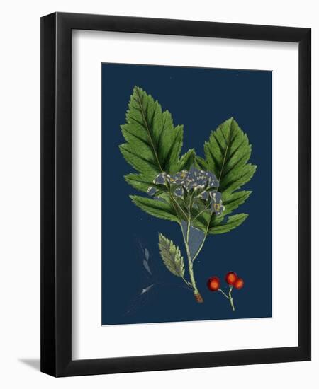 Rubus Saxatilis; Stone Bramble-null-Framed Premium Giclee Print