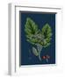 Rubus Saxatilis; Stone Bramble-null-Framed Premium Giclee Print