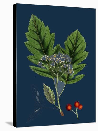 Rubus Saxatilis; Stone Bramble-null-Stretched Canvas