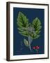 Rubus Saxatilis; Stone Bramble-null-Framed Giclee Print