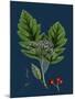 Rubus Saxatilis; Stone Bramble-null-Mounted Giclee Print