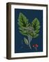 Rubus Saxatilis; Stone Bramble-null-Framed Giclee Print