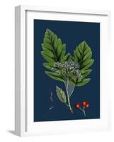 Rubus Saxatilis; Stone Bramble-null-Framed Giclee Print