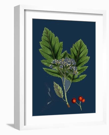 Rubus Saxatilis; Stone Bramble-null-Framed Giclee Print