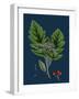 Rubus Saxatilis; Stone Bramble-null-Framed Giclee Print