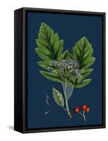 Rubus Saxatilis; Stone Bramble-null-Framed Stretched Canvas