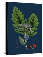 Rubus Saxatilis; Stone Bramble-null-Stretched Canvas
