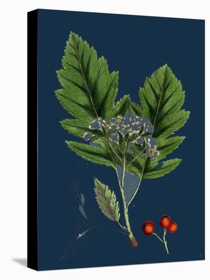 Rubus Saxatilis; Stone Bramble-null-Stretched Canvas