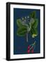 Rubus Suberectus; Suberect Bramble-null-Framed Giclee Print