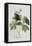 Rubus-Georg Dionysius Ehret-Framed Stretched Canvas