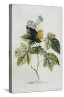 Rubus-Georg Dionysius Ehret-Stretched Canvas