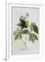 Rubus-Georg Dionysius Ehret-Framed Premium Giclee Print