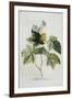 Rubus-Georg Dionysius Ehret-Framed Premium Giclee Print