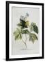 Rubus-Georg Dionysius Ehret-Framed Premium Giclee Print