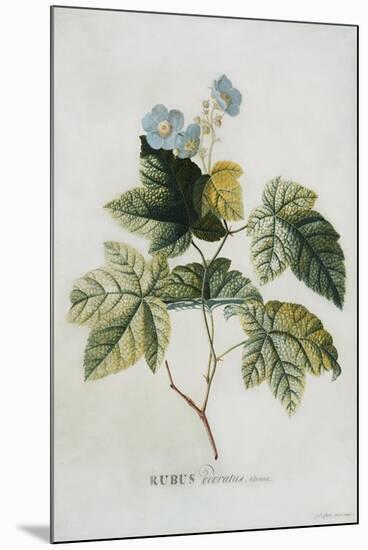 Rubus-Georg Dionysius Ehret-Mounted Premium Giclee Print