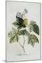 Rubus-Georg Dionysius Ehret-Mounted Premium Giclee Print