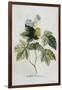 Rubus-Georg Dionysius Ehret-Framed Giclee Print
